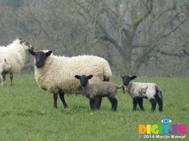 FZ004279 Sheep and lambs in field